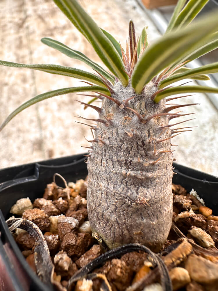 【園主おまかせ・入門株】 パキポディウム・グラキリス Pachypodium gracilius