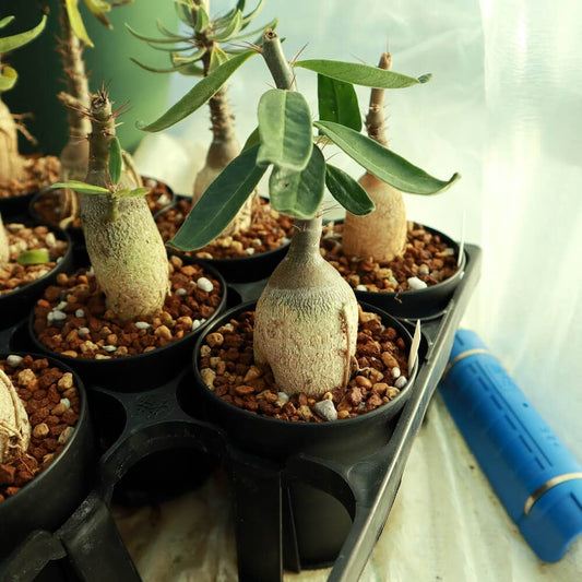 【園主おまかせ・入門株】 パキポディウム・サキュレンタム Pachypodium succulentum