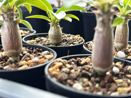 【園主おまかせ・入門株】パキポディウム・ウィンゾリー