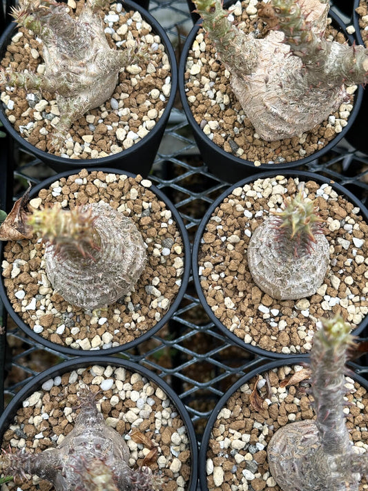 【園主おまかせ・入門株】パキポディウム・ウィンゾリー