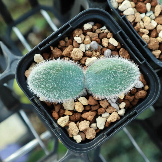 【園主おまかせ・入門株】 ストルマリア・ビローサ Strumaria villosa【現地株】