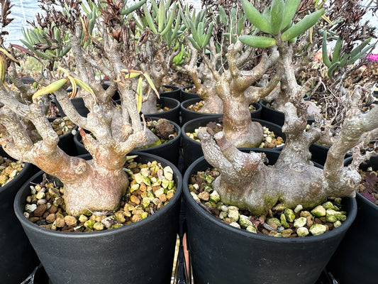 【園主おまかせ・特選株】チレコドン・フラギリス