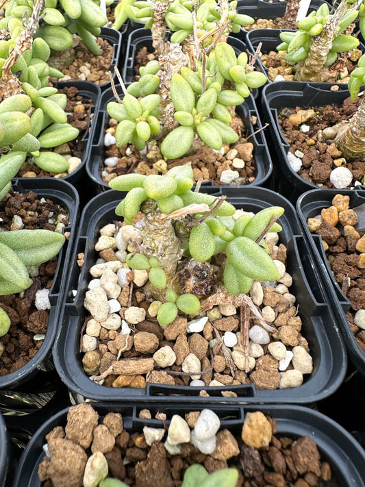 【園主おまかせ・特選株】チレコドン・スルフレウス