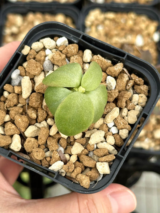 【園主おまかせ・特選株】チレコドン・ベントリコーサス