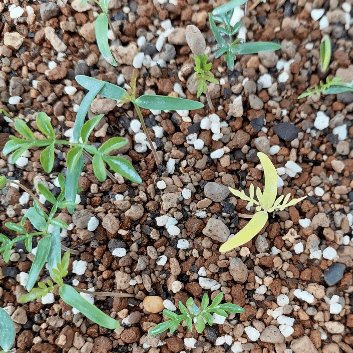 【種】オペルクリカリア・パキプス / Operculicarya pachypus