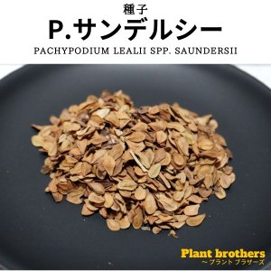 グラキリス　塊根　現地球　サンデルシー種子10粒プレゼント パキポディウム サンデルシー 白馬城 種子 販売｜南アフリカ現地採種