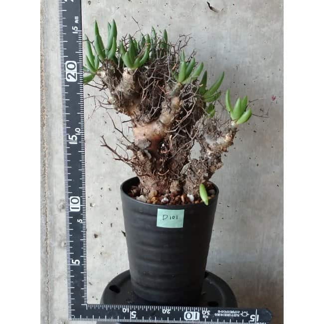 【現品限り】チレコドン 万物想 d101 202111 Tylecodon reticulatus レティキュラーツス
