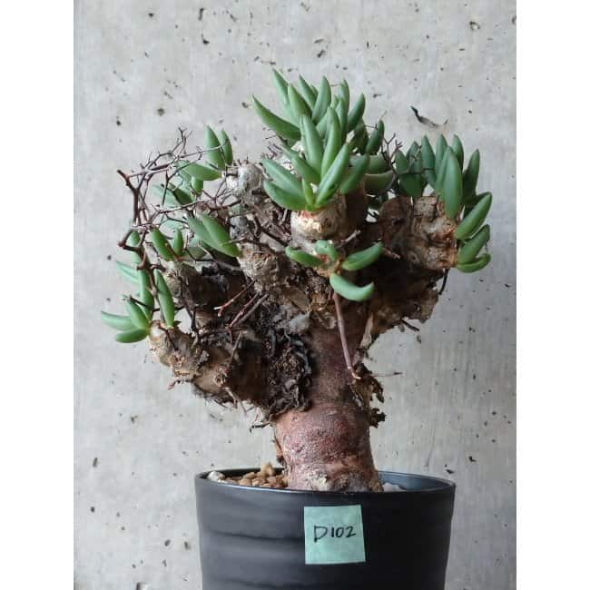 現品限り】チレコドン 万物想 d102 202111 Tylecodon reticulatus