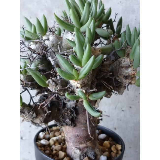 【現品限り】チレコドン 万物想 d102 202111 Tylecodon reticulatus レティキュラーツス