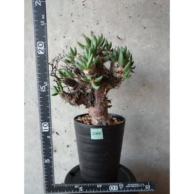 【現品限り】チレコドン 万物想 d102 202111 Tylecodon reticulatus レティキュラーツス