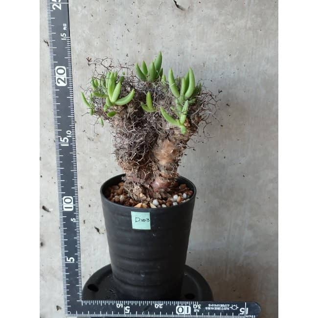 【現品限り】チレコドン 万物想 d103 202111 Tylecodon reticulatus レティキュラーツス