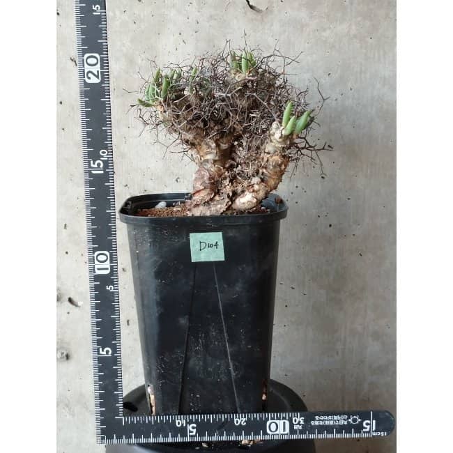 【現品限り】チレコドン 万物想 d104 202111 Tylecodon reticulatus レティキュラーツス