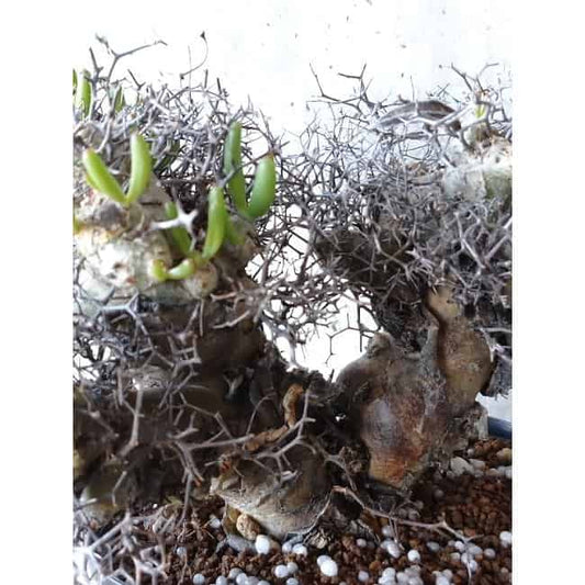 【現品限り】チレコドン 万物想 d105 202111 Tylecodon reticulatus レティキュラーツス