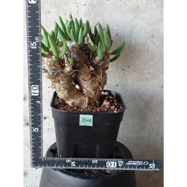 【現品限り】チレコドン 万物想 d106 202111 Tylecodon reticulatus レティキュラーツス
