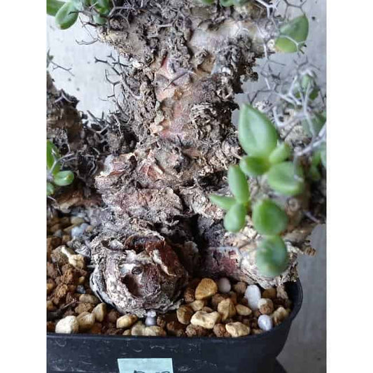 【現品限り】チレコドン 万物想 d108 202111 Tylecodon reticulatus レティキュラーツス