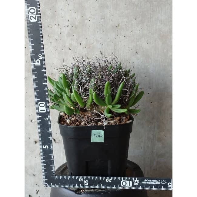 【現品限り】チレコドン 万物想 d110 202111 Tylecodon reticulatus レティキュラーツス