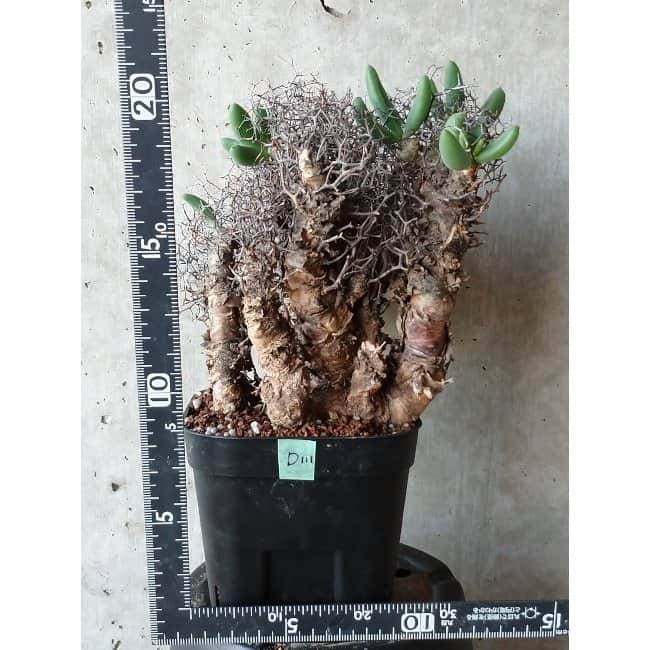 【現品限り】チレコドン 万物想 d111 202111 Tylecodon reticulatus レティキュラーツス