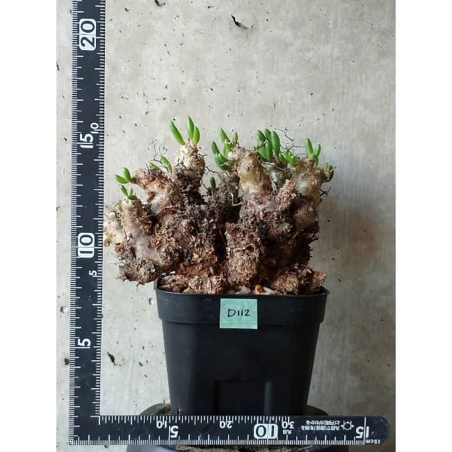【現品限り】チレコドン 万物想 d112 202111 Tylecodon reticulatus レティキュラーツス
