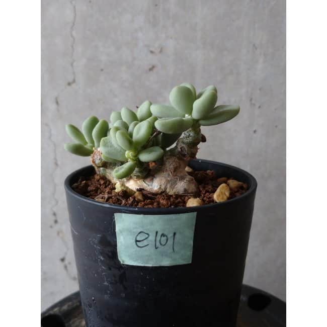 現品限り】チレコドン ボドレイアエ e101 202112 Tylecodon 塊根植物