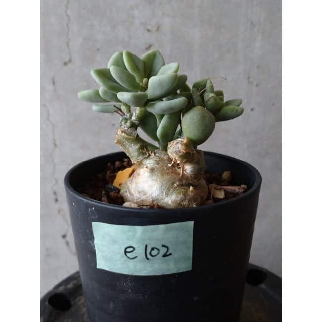 現品限り】チレコドン ボドレイアエ e102 202112 Tylecodon 塊根植物