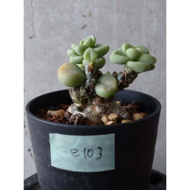 現品限り】チレコドン ボドレイアエ e103 202112 Tylecodon 塊根植物