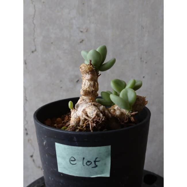 現品限り】チレコドン ボドレイアエ e105 202112 Tylecodon 塊根植物