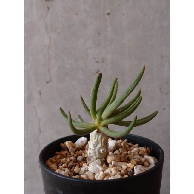 【現品限り】チレコドン・フィロポディウム e125 202112 Tylecodon