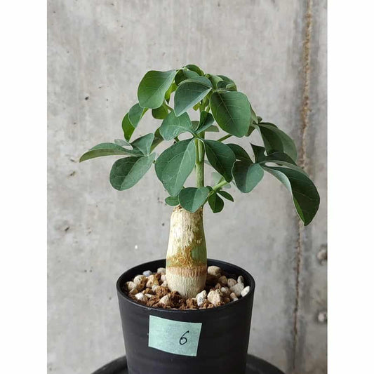 Adenia fruticosa / アデニア・フルチコーサ