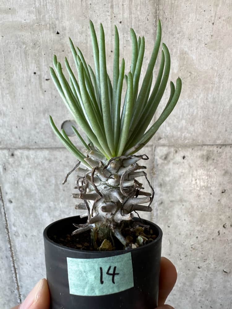 現品限り】チレコドン・ワリチー【B14】 Tylecodon wallichii 塊根植物