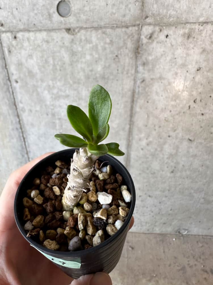 【現品限り】チレコドン・グランディフロールス【B19】 Tylecodon grandiflorus