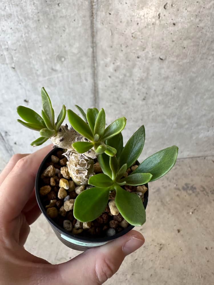 【現品限り】チレコドン・グランディフロールス【B20】 Tylecodon grandiflorus