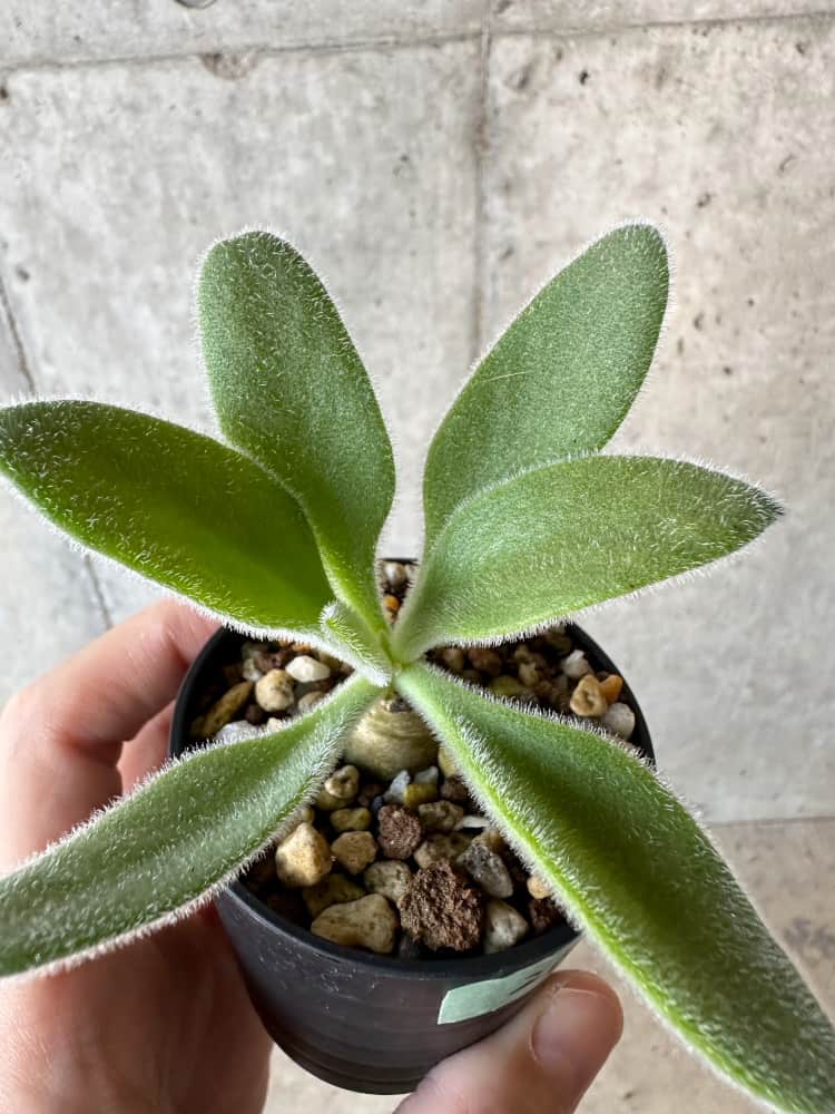 【現品限り】チレコドン・パニクラータス【B21】 Tylecodon paniculatus