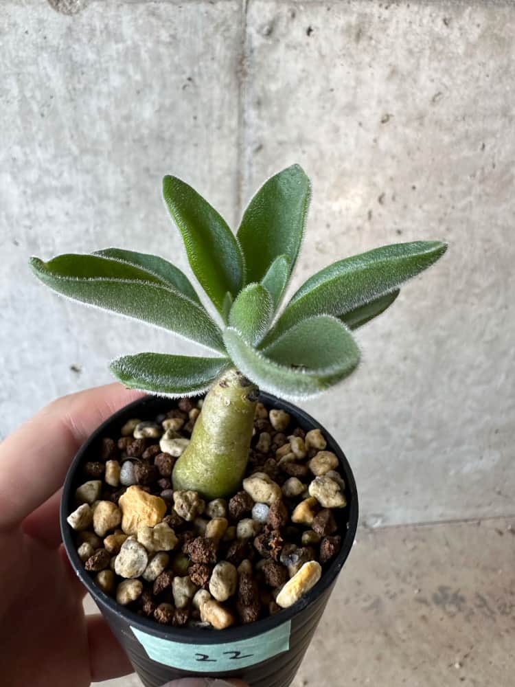 【現品限り】チレコドン・パニクラータス【B22】 Tylecodon paniculatus
