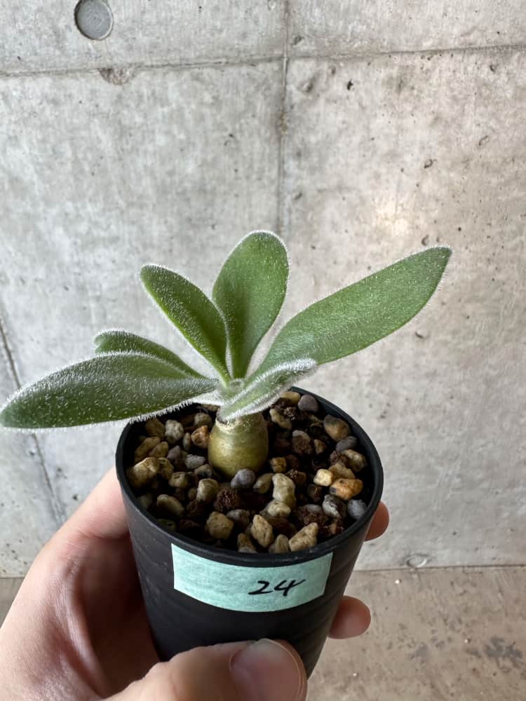 【現品限り】チレコドン・パニクラータス【B24】 Tylecodon paniculatus