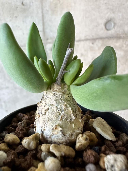 【現品限り】チレコドン・レティキュラータス 万物想【B26】 Tylecodon reticulatus