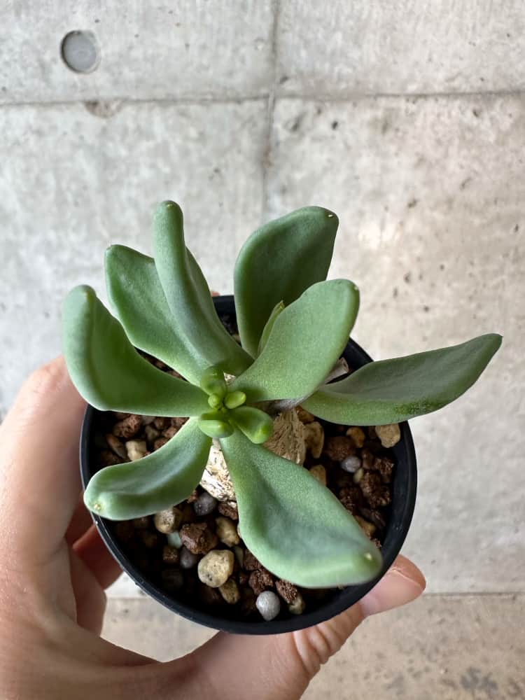 【現品限り】チレコドン・レティキュラータス 万物想【B26】 Tylecodon reticulatus