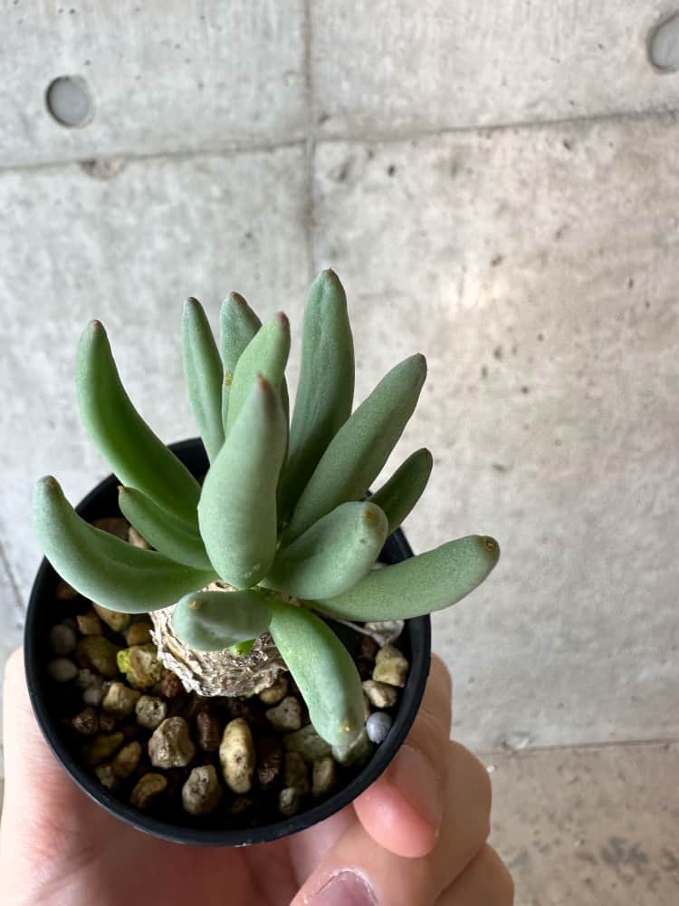 【現品限り】チレコドン・レティキュラータス 万物想【B28】 Tylecodon reticulatus