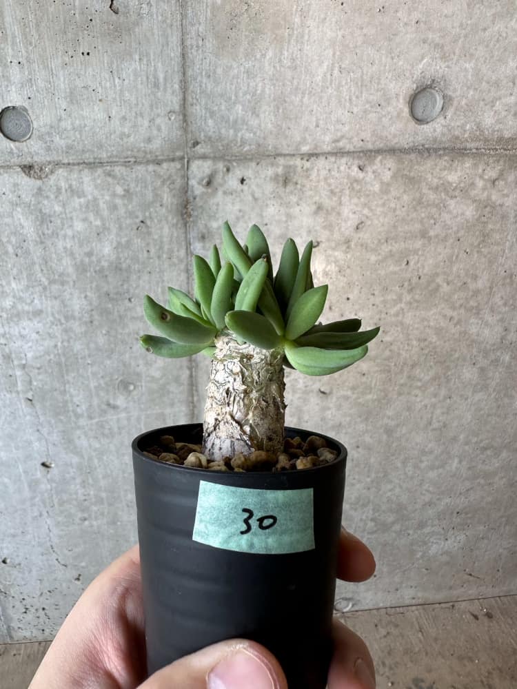 【現品限り】チレコドン・レティキュラータス 万物想【B30】 Tylecodon reticulatus