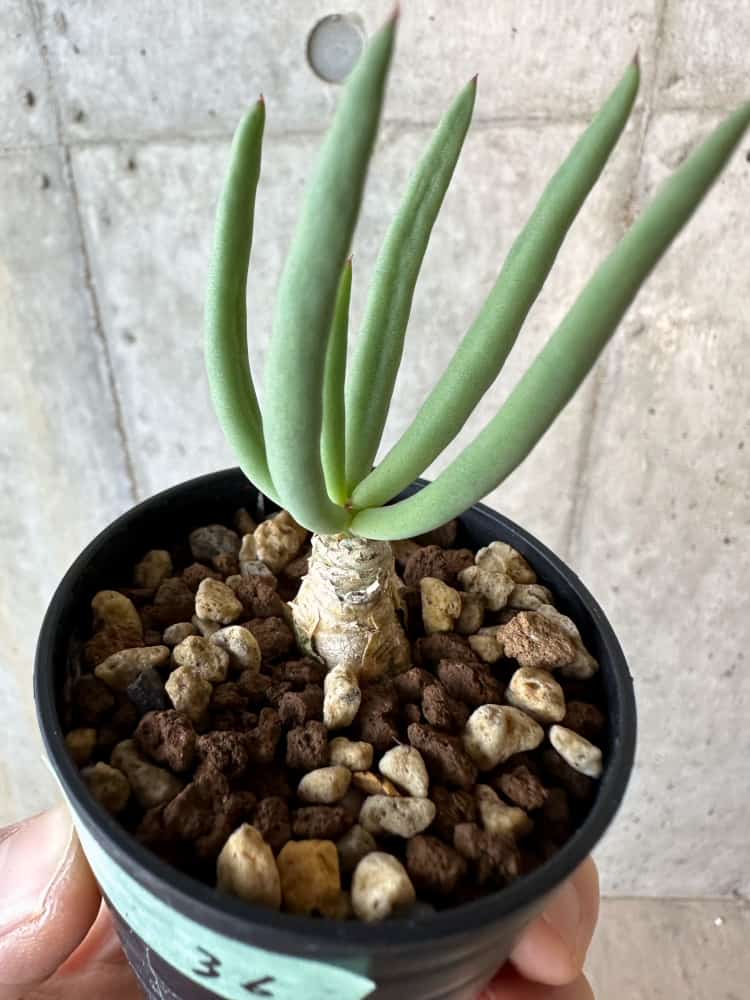 【現品限り】チレコドン・フィロポディウム【B36】 Tylecodon reticulatus ssp phyllopodium
