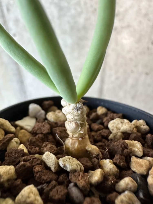 【現品限り】チレコドン・フィロポディウム【B39】 Tylecodon reticulatus ssp phyllopodium
