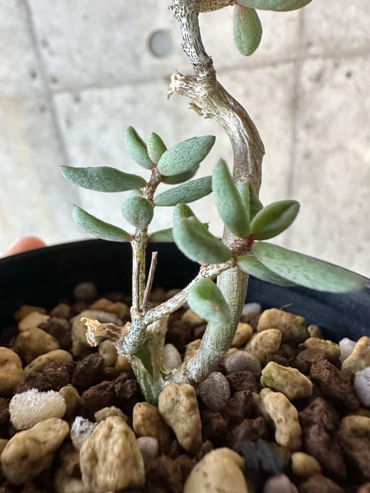 【現品限り】チレコドン・シミリス【B51】 Tylecodon similis