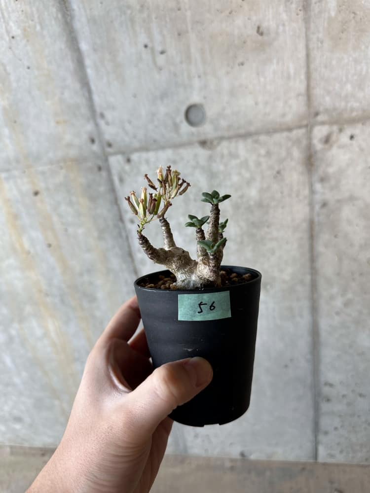 【現品限り】チレコドン・トルローサス【B56】 Tylecodon torulosus