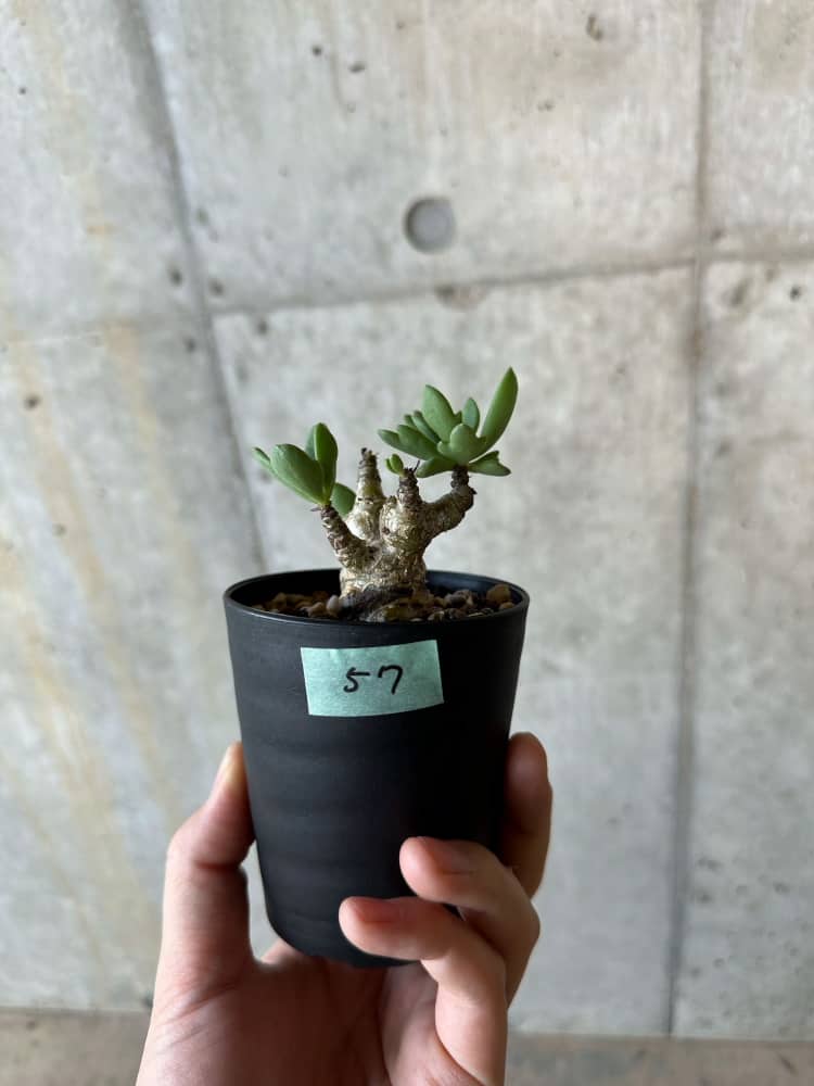 【現品限り】チレコドン・トルローサス【B57】 Tylecodon torulosus