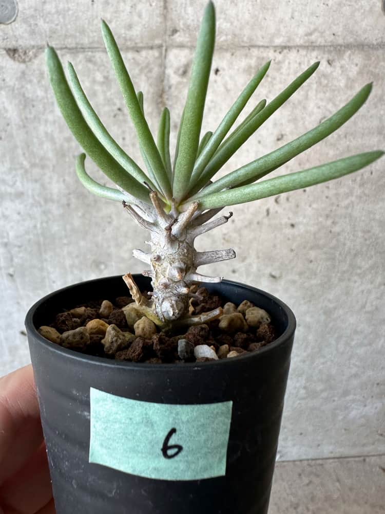 現品限り】チレコドン・ワリチー【B6】 Tylecodon wallichii 塊根植物
