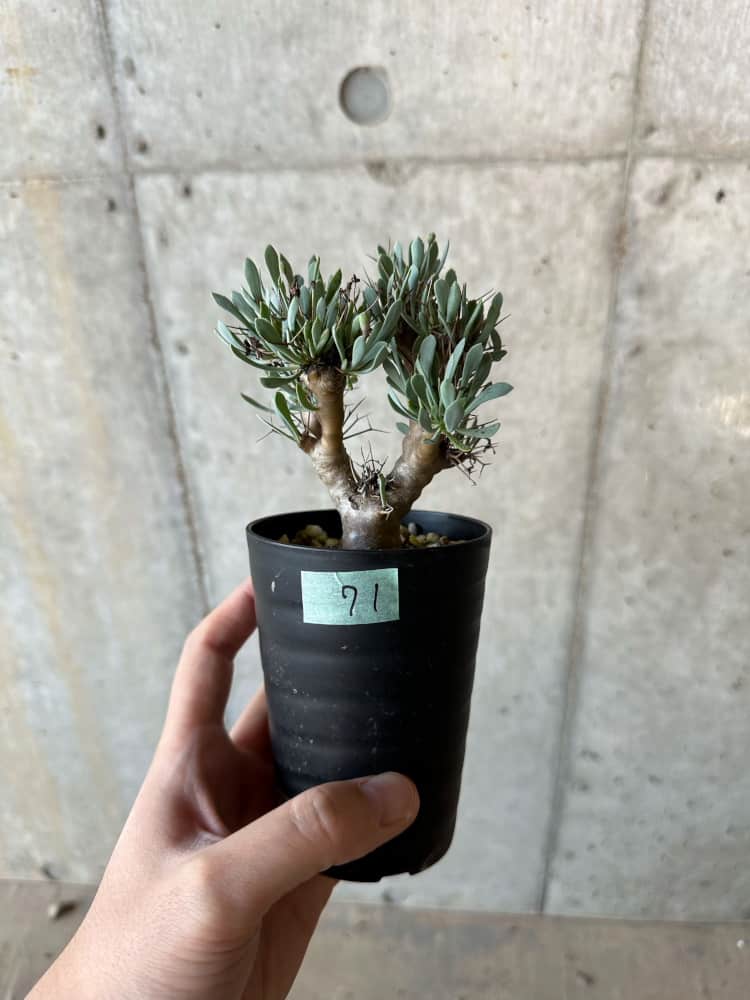 【現品限り】オトンナ・ユーフォルビオイデス【B71】 Othonna euphorbioides