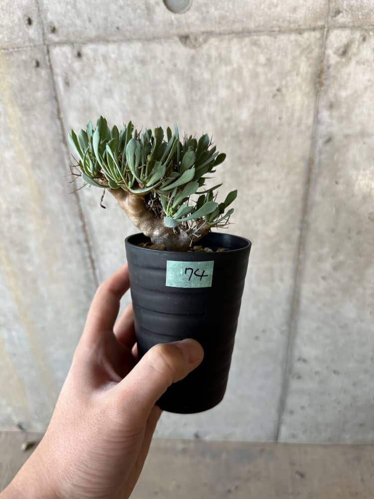 【現品限り】オトンナ・ユーフォルビオイデス【B74】 Othonna euphorbioides