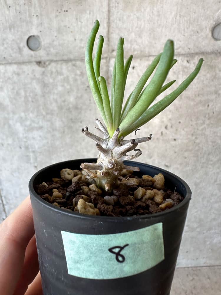 現品限り】チレコドン・ワリチー【B8】 Tylecodon wallichii 塊根植物 