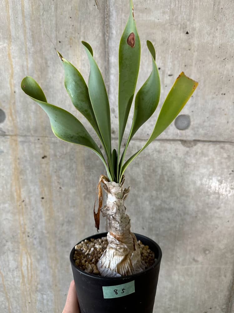 現品限り】キルタンサス・オブリクス【B85】 Cyrtanthus obliques 塊根