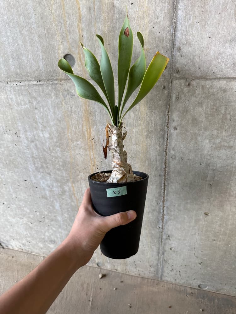 【現品限り】キルタンサス・オブリクス【B85】 Cyrtanthus obliques