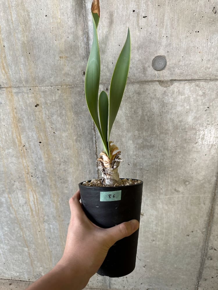 【現品限り】キルタンサス・オブリクス【B86】 Cyrtanthus obliques